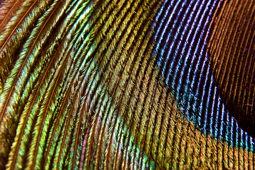 Peacock Rainbow