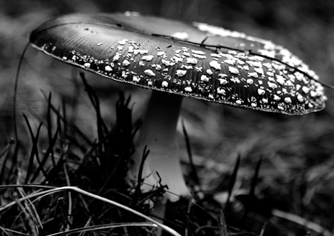 Magic Mushroom 